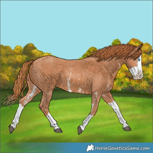 Horse Color:Chestnut Sabino Splash 