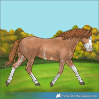 Horse Color:Chestnut Sabino Splash 