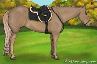 Horse Color:Palomino Sabino 