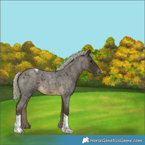 Horse Color:Silver Buckskin Roan Tobiano Appaloosa 
