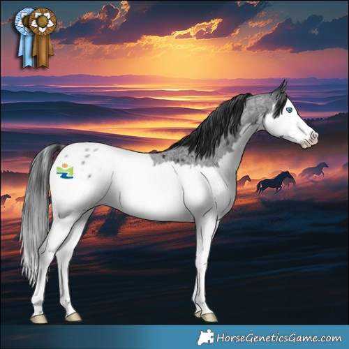 Horse Color:Blue Roan Splash Appaloosa 