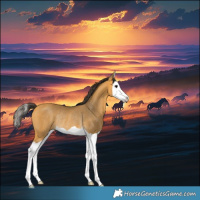 Horse Color:Buckskin Splash Rabicano 