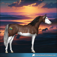 Horse Color:Gray Bay Splash Rabicano
