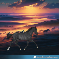 Horse Color:Black Rabicano 