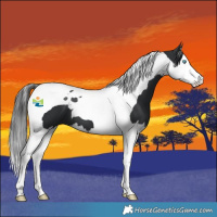 Horse Color:Black Splash Tobiano