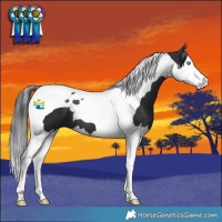 Horse Color:Black Splash Tobiano 