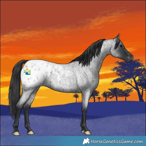 Horse Color:Blue Roan Blanket 