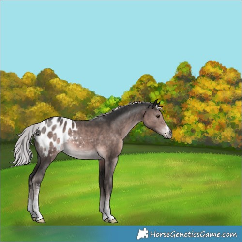 Horse Color:Gray Platinum Chocolate Palomino Sabino Appaloosa 
