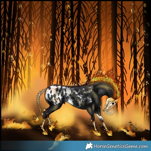 Horse Color:Black Tobiano Appaloosa Rabicano