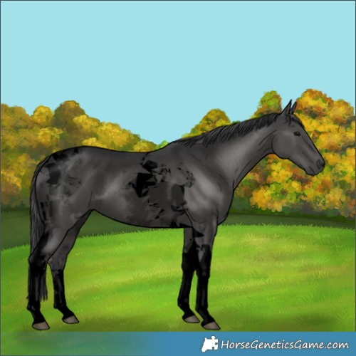 Horse Color:Void Black Tobiano Rabicano 
