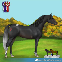 Horse Color:Brown Tobiano