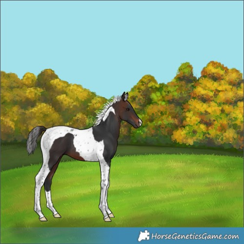Horse Color:Brown Tobiano 
