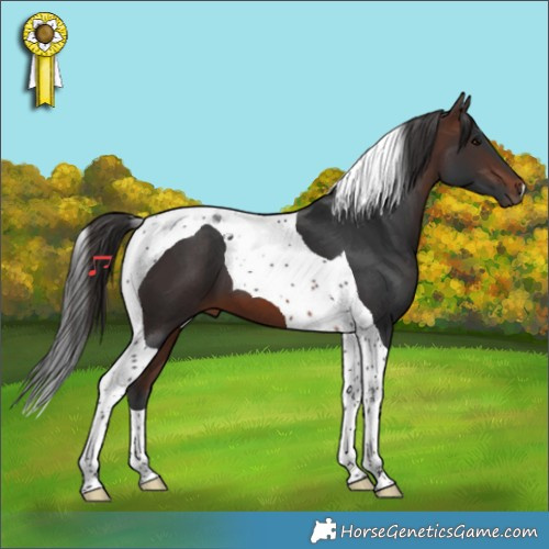 Horse Color:Brown Tobiano 