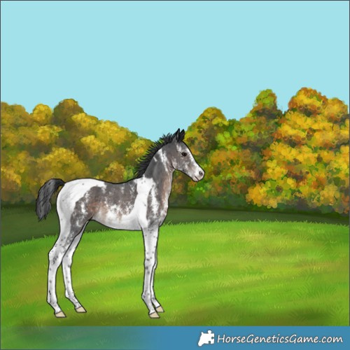 Horse Color:Brown Sabino Tobiano