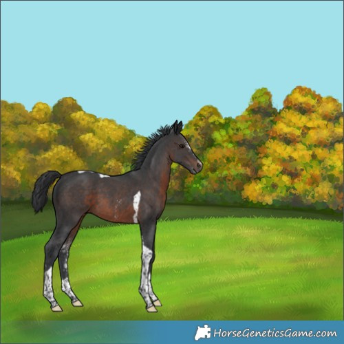 Horse Color:Brown Sabino Tobiano 
