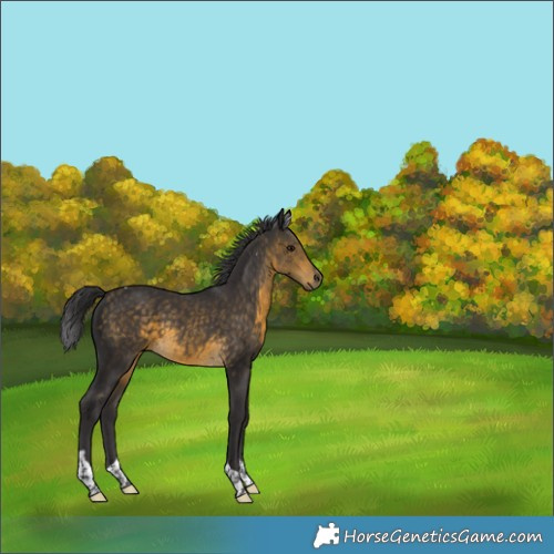 Horse Color:Buckskin Tobiano 