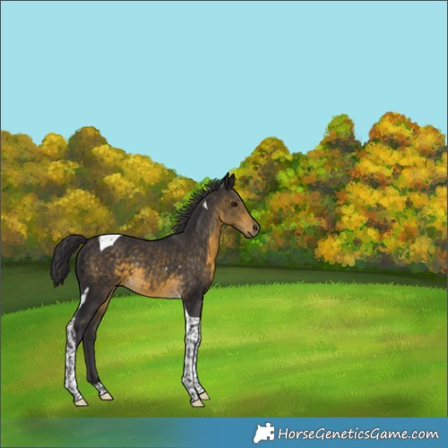 Horse Color:Buckskin Tobiano 