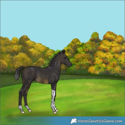 Horse Color:Buckskin Tobiano