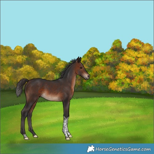Horse Color:Brown Tobiano