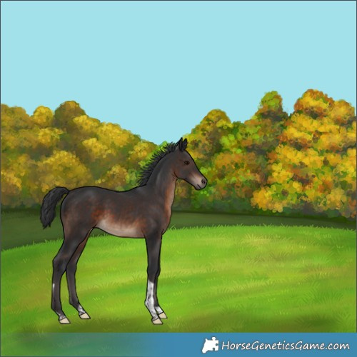 Horse Color:Brown Tobiano 