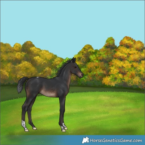 Horse Color:Brown Tobiano 