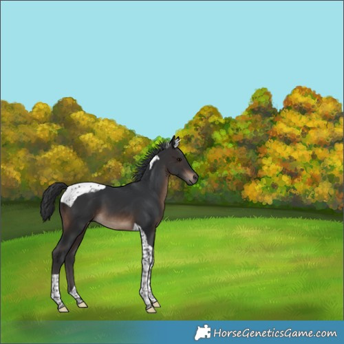 Horse Color:Brown Tobiano 