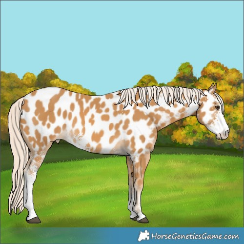 Horse Color:Palomino Sabino Appaloosa 