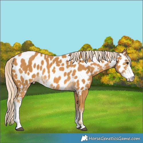 Horse Color:Palomino Sabino Appaloosa 