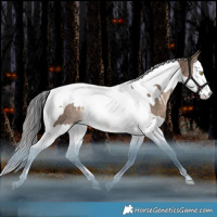 Horse Color:White Spotted Bay Dun Splash Tobiano Rabicano