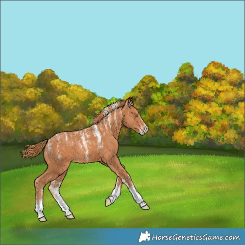 Horse Color:Powder White Chestnut 