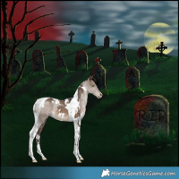 Horse Color:White Spotted Brown Dun Tobiano Appaloosa Rabicano 