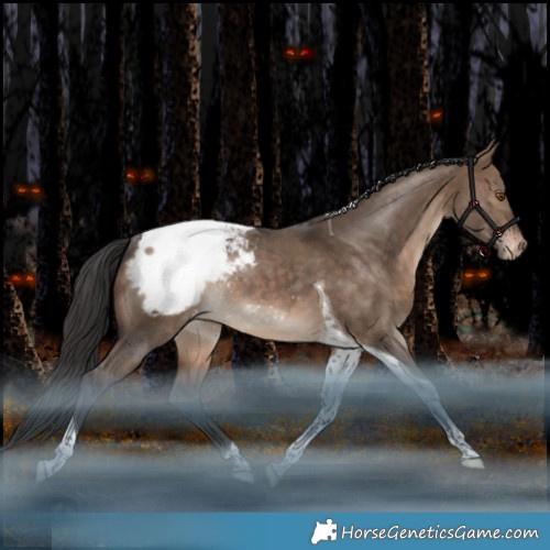 Horse Color:Bay Dun Tobiano Appaloosa Rabicano 