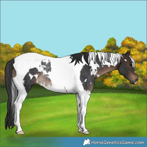 Horse Color:White Spotted Brown Tobiano Rabicano 