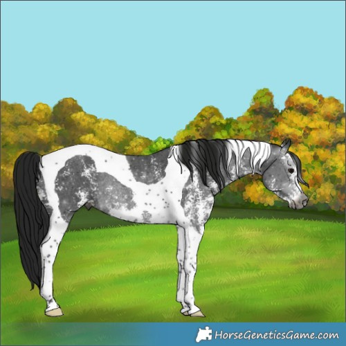 Horse Color:Gray Brown Sabino Tobiano Rabicano