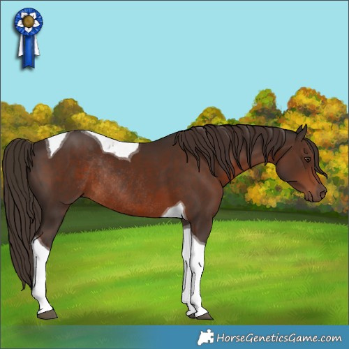 Horse Color:Liver Chestnut Tobiano Rabicano
