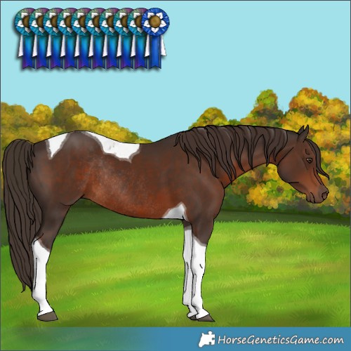 Horse Color:Liver Chestnut Tobiano Rabicano 