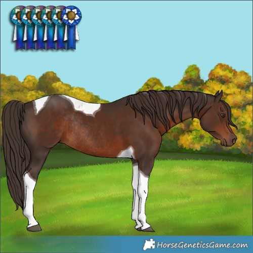 Horse Color:Liver Chestnut Tobiano Rabicano 