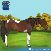 Horse Color:Liver Chestnut Tobiano Rabicano