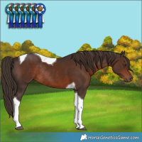 Horse Color:Liver Chestnut Tobiano Rabicano 