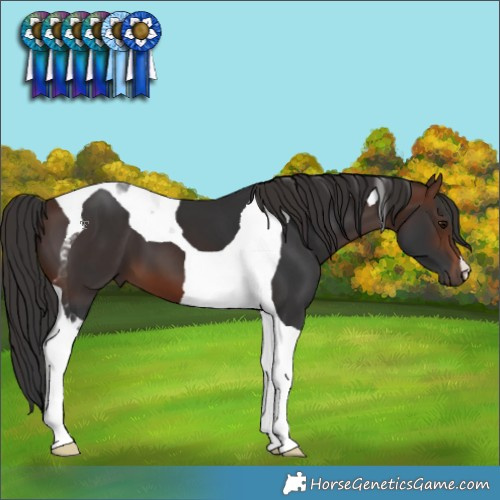 Horse Color:Brown Tobiano 