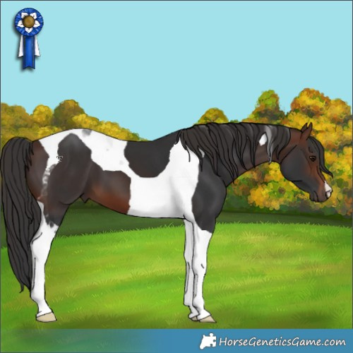 Horse Color:Brown Tobiano