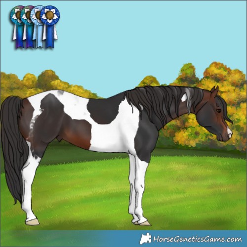 Horse Color:Brown Tobiano 