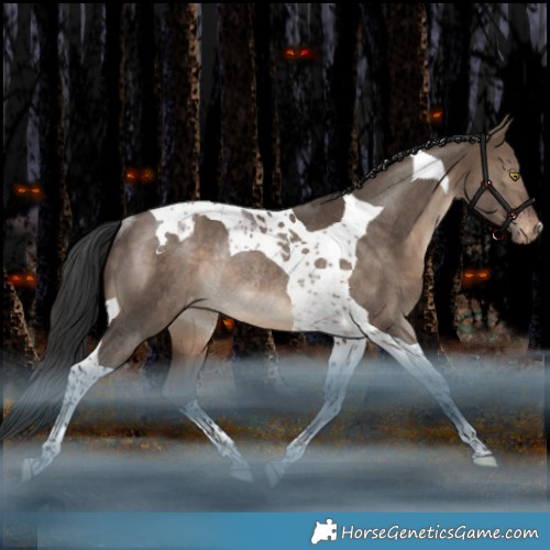 Horse Color:Brown Dun Tobiano Appaloosa Rabicano 