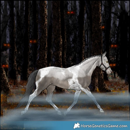 Horse Color:Grullo Tobiano Appaloosa Rabicano 