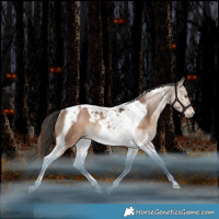 Horse Color:Liver Red Dun Tobiano Rabicano