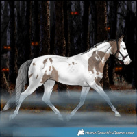 Horse Color:White Spotted Bay Dun Splash Tobiano Appaloosa Rabicano