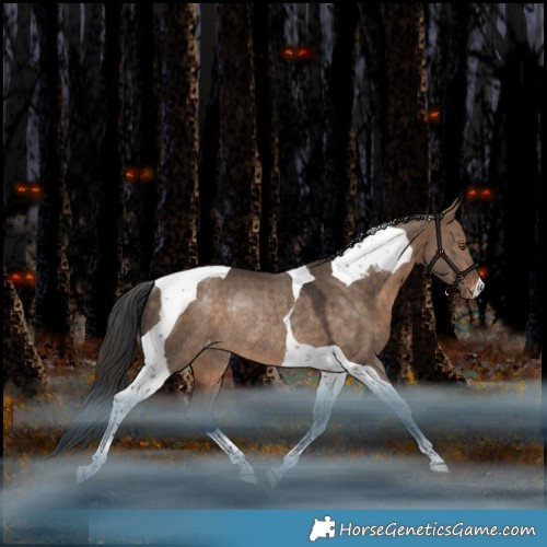 Horse Color:Bay Dun Tobiano Appaloosa Rabicano 