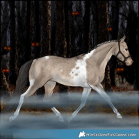Horse Color:Bay Dun Tobiano Appaloosa Rabicano 