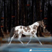 Horse Color:White Spotted Bay Dun Tobiano Varnish Rabicano