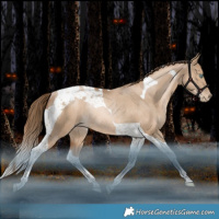 Horse Color:Liver Red Dun Pearl Tobiano Rabicano